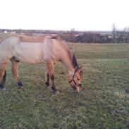 Anden særlig race Cocio