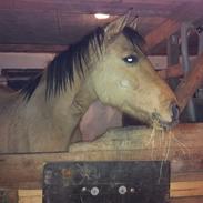 Anden særlig race Cocio