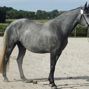 Lipizzaner Fantasia - 290