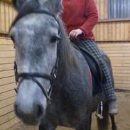 Lipizzaner Fantasia - 290