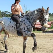 Anden særlig race Walthe