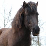 Islænder Muninn fra Gl. Essendrup