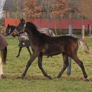 Dansk Varmblod Bennetsgaards Charlight