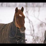 Arabisk fuldblod (OX) Sanetz