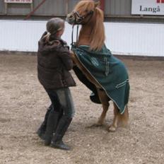 Shetlænder Laban