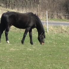 Oldenborg Another One 2 [Dundee<3]