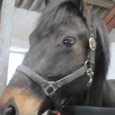 Oldenborg Another One 2 [Dundee<3]