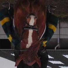 Anden særlig race sebastian