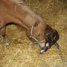 Dansk Miniature RKG Killers Blue Eyed Masterpiece