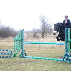 Koldblodstraver Bergtilda <3 *Tilde* | min prinsesse.