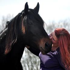 Koldblodstraver Bergtilda <3 *Tilde* | min prinsesse.