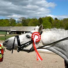 DSP Toftegaard's Hurricane SPH 182 <3 *A-Pony*