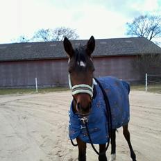 Anden særlig race Bette my<3