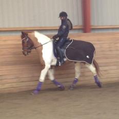 Anden særlig race T-bone