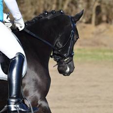 Welsh Pony af Cob-type (sec C) Zemtao-hougård  SOLGT