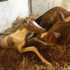 Welsh Partbred (Sec F) Brattensborgs Salsa