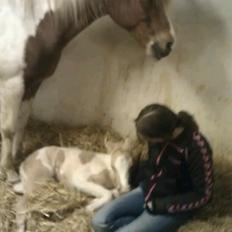 Welsh Partbred (Sec F) Brattensborgs Salsa