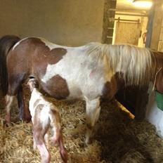 Welsh Partbred (Sec F) Brattensborgs Salsa