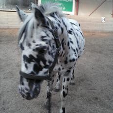 Knabstrupper Pletten (stip) <3 <3  (solgt)