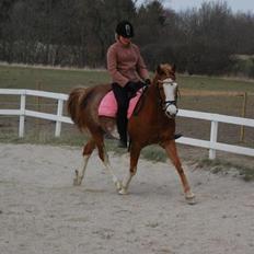 Anden særlig race Ravie * Min bedsteven*