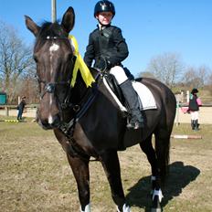 Dansk Varmblod Lagua Mirim