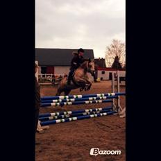 Connemara Moneyveen Smokie (Conni)