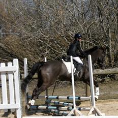 Dansk Varmblod Lagua Mirim