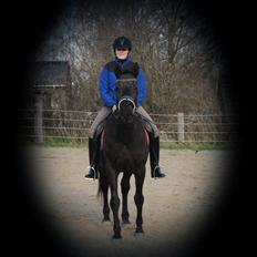 Dansk Varmblod Ishta