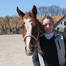 Tysk Sportspony AJ Melli's Janice