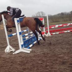 Anden særlig race Lucky