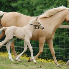 DSP Legend Moon Princess