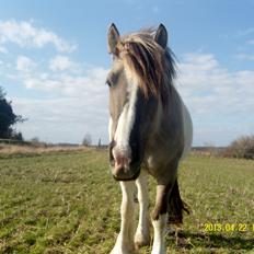 Irish Cob Crossbreed Filina (Fifle)