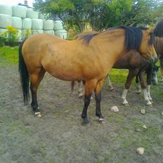 Welsh Pony (sec B) Fiona