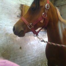 Welsh Pony (sec B) Fiona