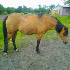Welsh Pony (sec B) Fiona