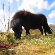 Shetlænder Mejse [Tidl. Passer]