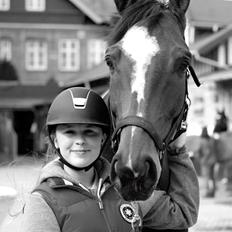 Trakehner Lasse e. Buddenbrock