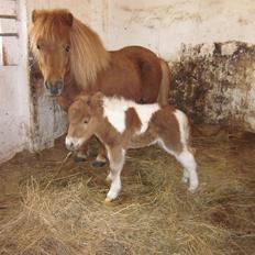 Shetlænder Birch´s Whisler Bay R.I.P