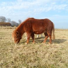 Shetlænder Chico<3