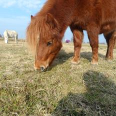 Shetlænder Chico<3