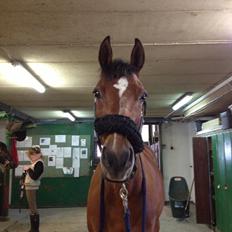 Anden særlig race Dinar