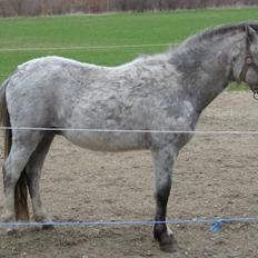 Welsh Mountain (sec A) Thejlgårds Fister (Dusty)