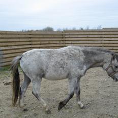 Welsh Mountain (sec A) Thejlgårds Fister (Dusty)