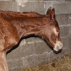 Anden særlig race Lilletværmose gårdens Ravallo