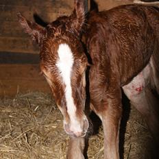 Anden særlig race Lilletværmose gårdens Ravallo
