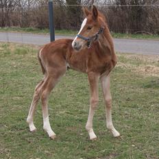 Anden særlig race Lilletværmose gårdens Ravallo