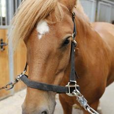 Anden særlig race Alie (HVR) Rideskolepony