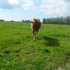 Anden særlig race Alie (HVR) Rideskolepony