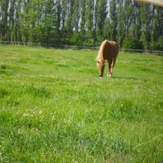 Anden særlig race Alie (HVR) Rideskolepony