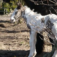 Irish Cob The Price of a Gypsy Fairytale